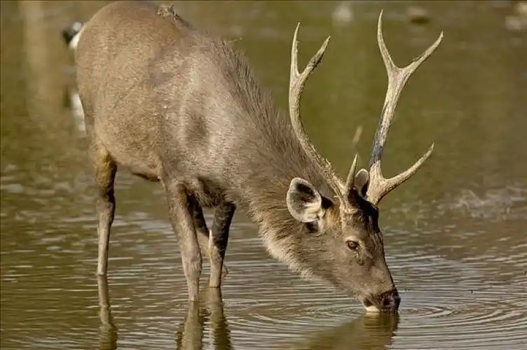 水鹿,喝,公鹿,拉贾斯坦邦,印度_高清图片_全景视觉