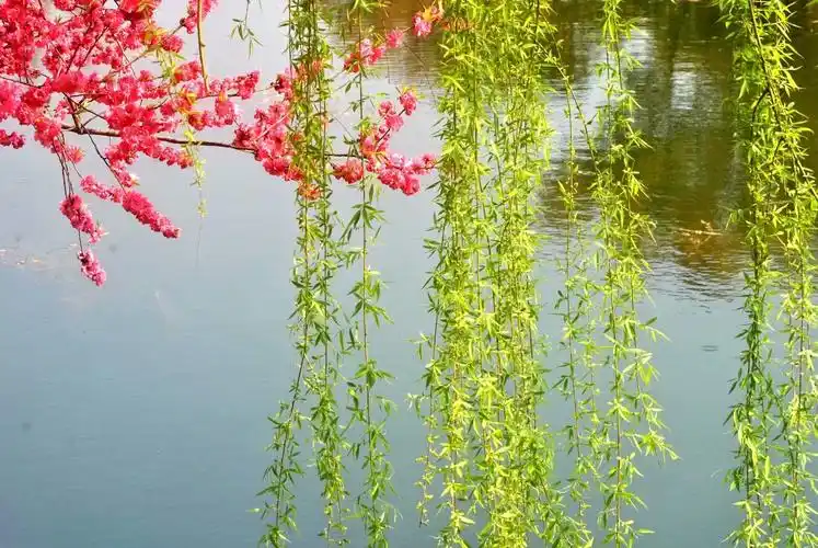 江南桃花,醉美蠡园.