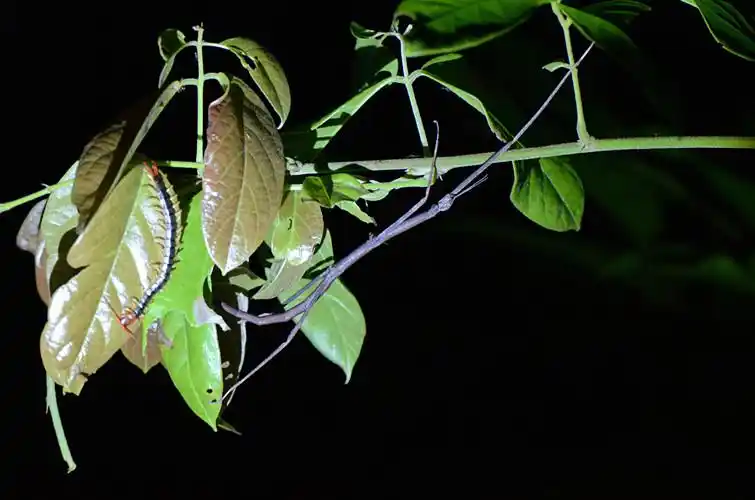 同样十分少见的笄蛭涡虫郊野栖息地,能否保护起来业内人士坦言,如果