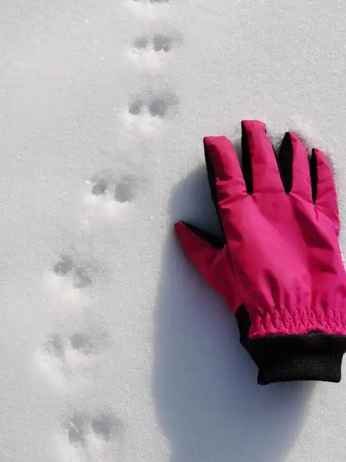 哟呵六盘山的公豹竟然都是胖子