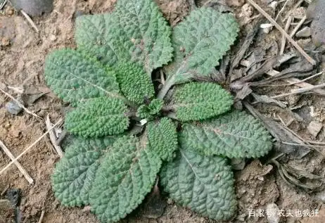 比较常见的就是过冬青,雪里青,青蛙草,山茴香,荔枝草,猪婆草,毛苦菜