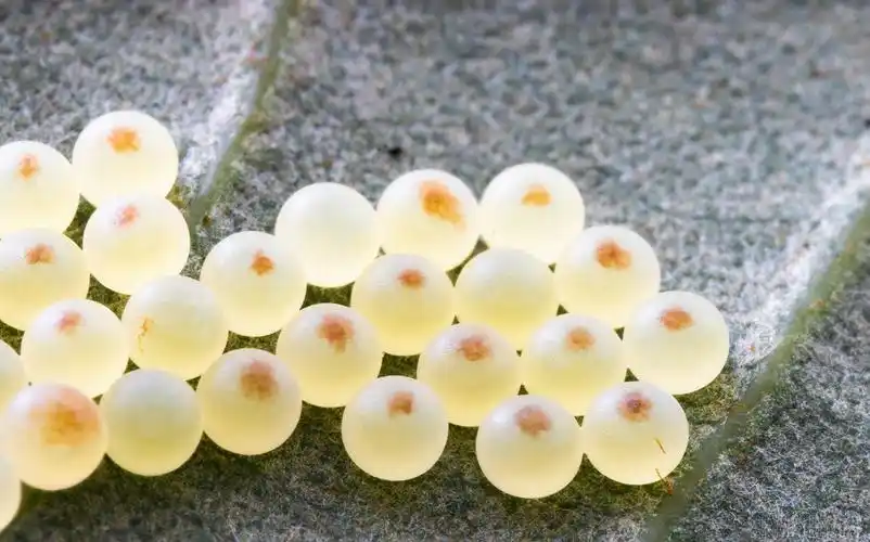 如馒头一样的虫卵