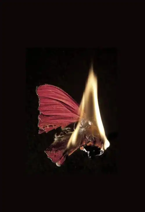 你会选择平平淡淡的爱情还是飞蛾扑火爱情? - 知乎