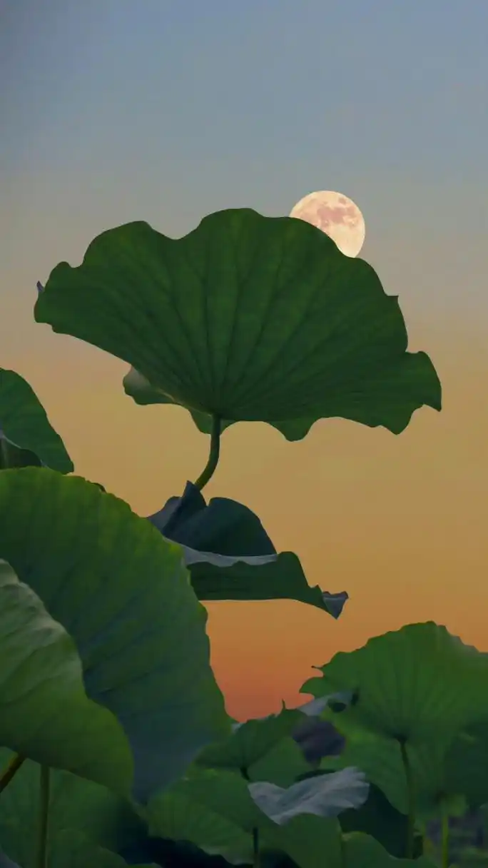 月光下婀娜多姿的荷花