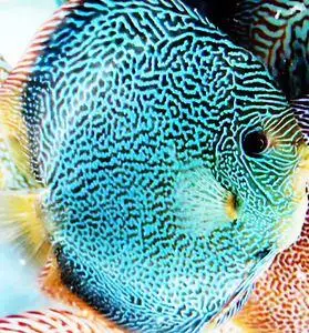 七彩神仙专业鱼场 蓝蛇七彩神仙鱼 活体观赏鱼自家养殖