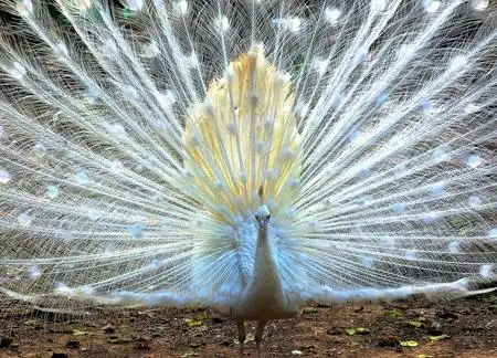 梦见金色孔雀开屏真的是太美啦