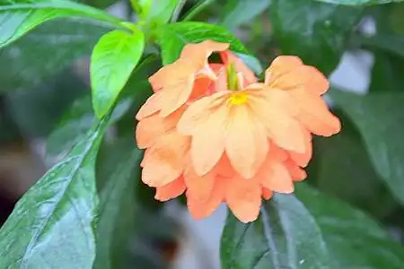 鸟尾花的养殖方法和注意事项