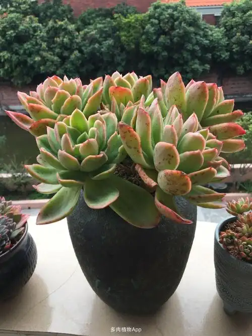 期待乔伊的状态更美再来跟大家分享