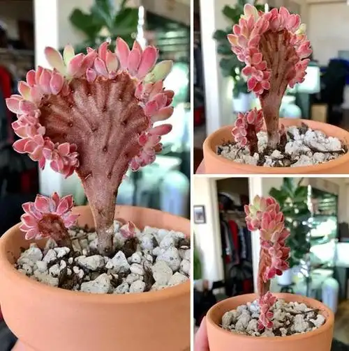 探索变异之魅:43种植物变异后的奇异与美丽!