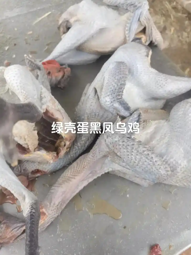 黑凤乌鸡的功效与作用: 1. 滋阴补肾,退热补虚,调经止带等 - 抖音