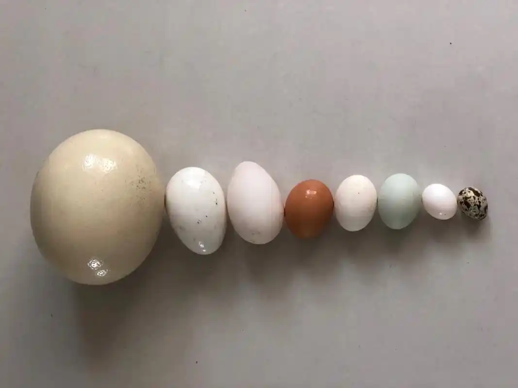 近日份儿之各种蛋04 鸵鸟蛋 鹅蛋 鸭蛋 鸡蛋 柴鸡蛋 乌鸡 - 抖音