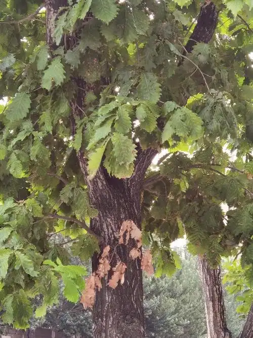 柞树叶是什么样的柞叶象征着什么