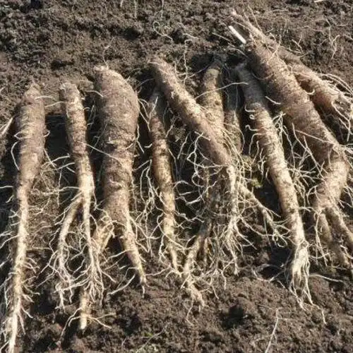 将军山野生沙参