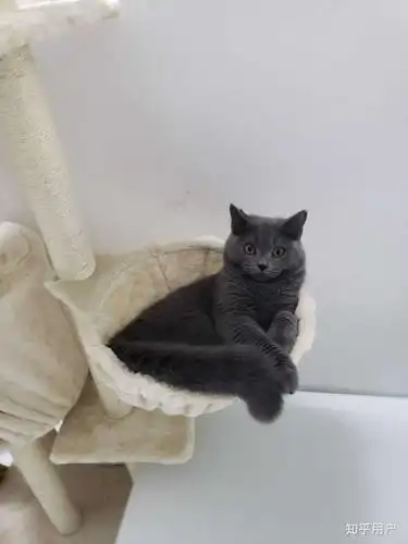 为什么说蓝猫是最不值钱的猫?