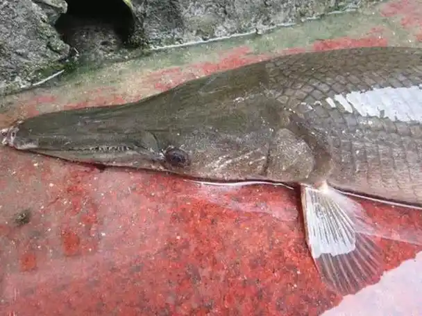 这种鱼嘴巴尖尖的,渔民将它钓获后,老人却劝他不要吃,为何?