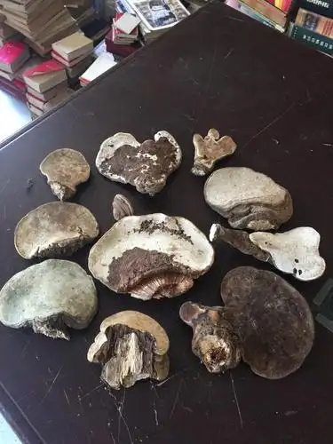 纯天然野生木灵芝异型摆件11个