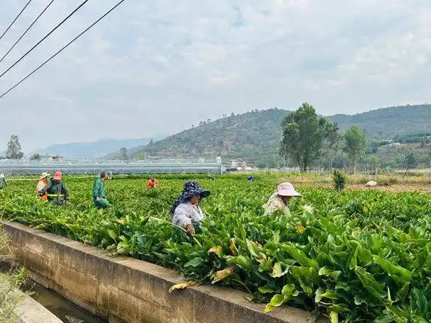 美好生活在云南|玉溪江川50余亩马蹄莲竞相绽放