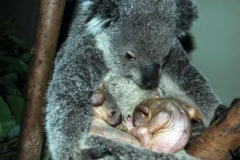 刚出生的时候,考拉宝宝只有10厘米长.
