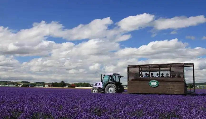 没有门票但日本富田农场却年收入超9亿日元原因为何