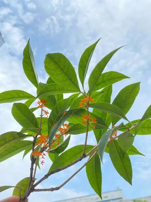 单位楼下的桂花啊