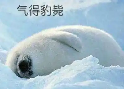 海豹鼓掌是什么梗