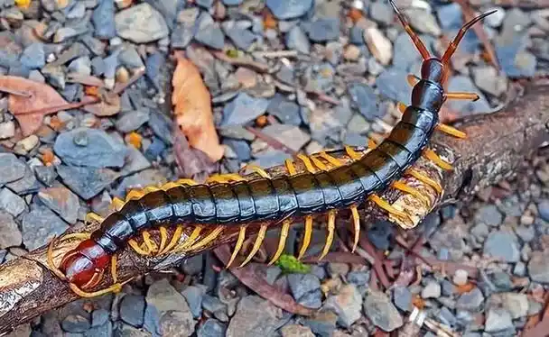 中国十大毒虫分别是什么,中国十大毒虫分别是什么名字(农村常见的几种