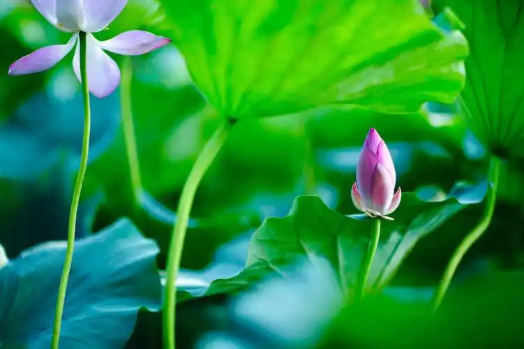 盛夏时光荷花静谧而热烈