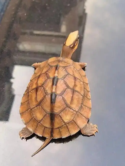 精品中精品西线海南大黄头金钱龟霸气十足