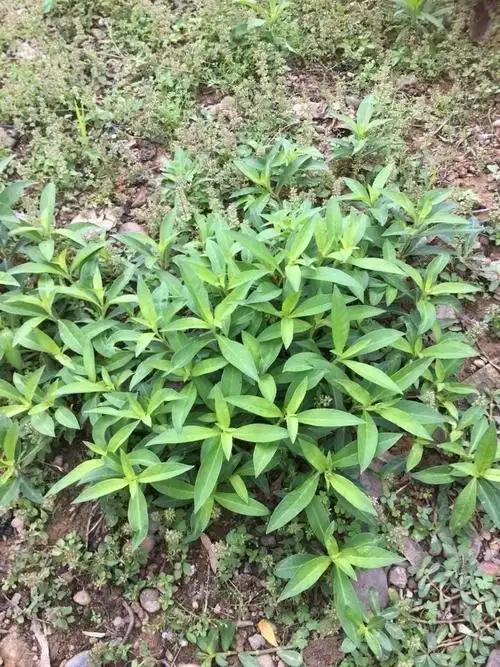 【秒懂中草药】忽惊屋里琴书凉,复乱檐边星宿稀—星宿菜篇