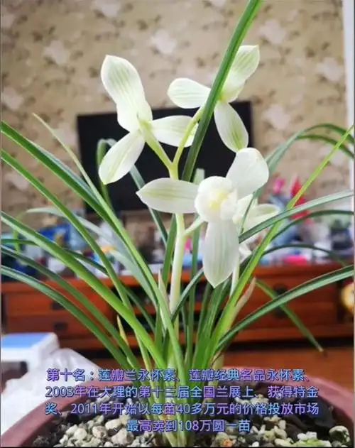 跌落神坛,盘点那些曾经天价的兰花