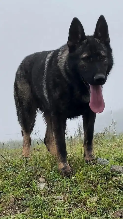 东德牧羊犬深灰东德的魅力