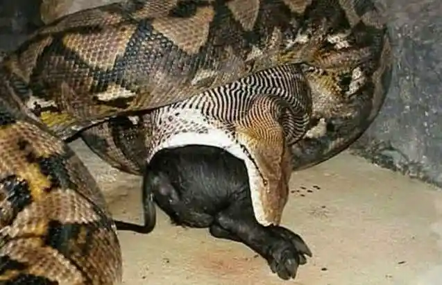 巨蟒真的能吃人吗?从它的食物来看看,竟然有鳄鱼,鬣狗和狮子.