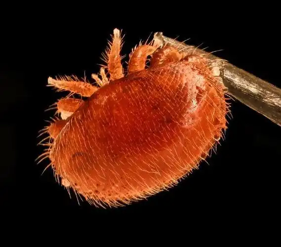 蜜蜂也得居家隔离澳洲惊现致命大蜂螨政府紧急颁发禁令