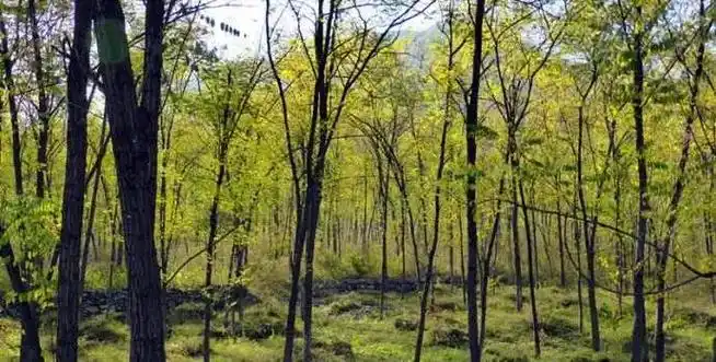 [分享]杂谈| 什么是杂木林?