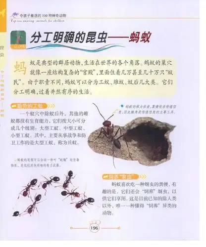分工明确的昆虫——蚂蚁