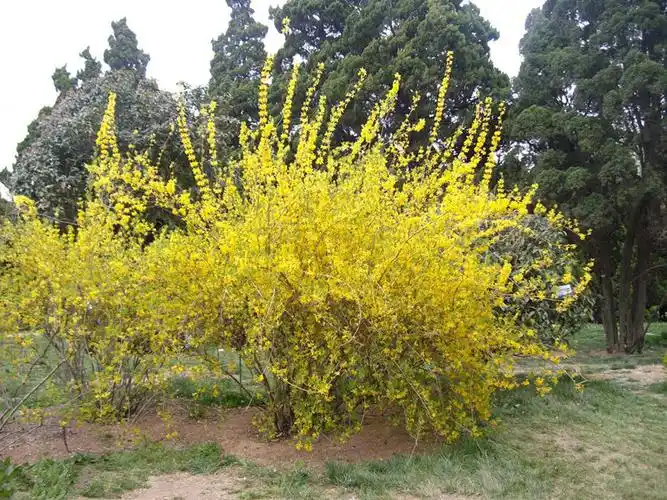 庭院花卉观花绿植 连翘花苗 黄金连翘苗木 黄老虎苗 绿化工程用苗_不