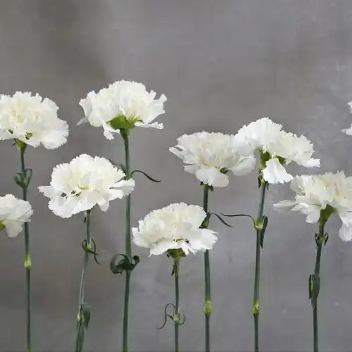 白色康乃馨_云南单芳鲜花批发,鲜花批发-云南鲜花批发-昆明鲜花批发