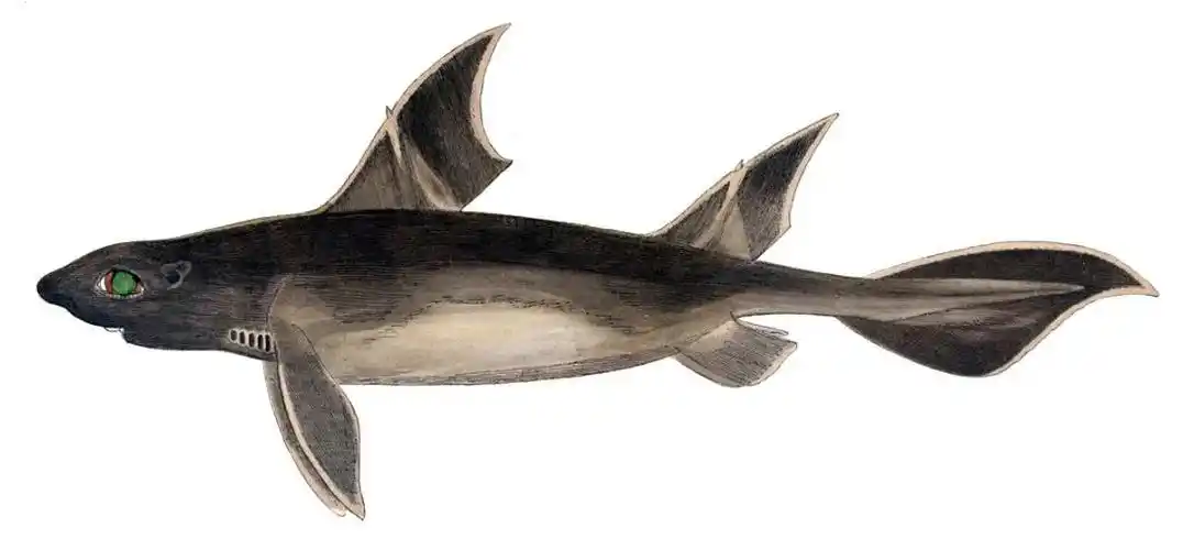 有一对猪鼻孔,地中海发现"猪鱼"!还发出了像猪一样的咕噜声