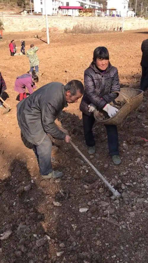 正月初八,农民下地干活啦!