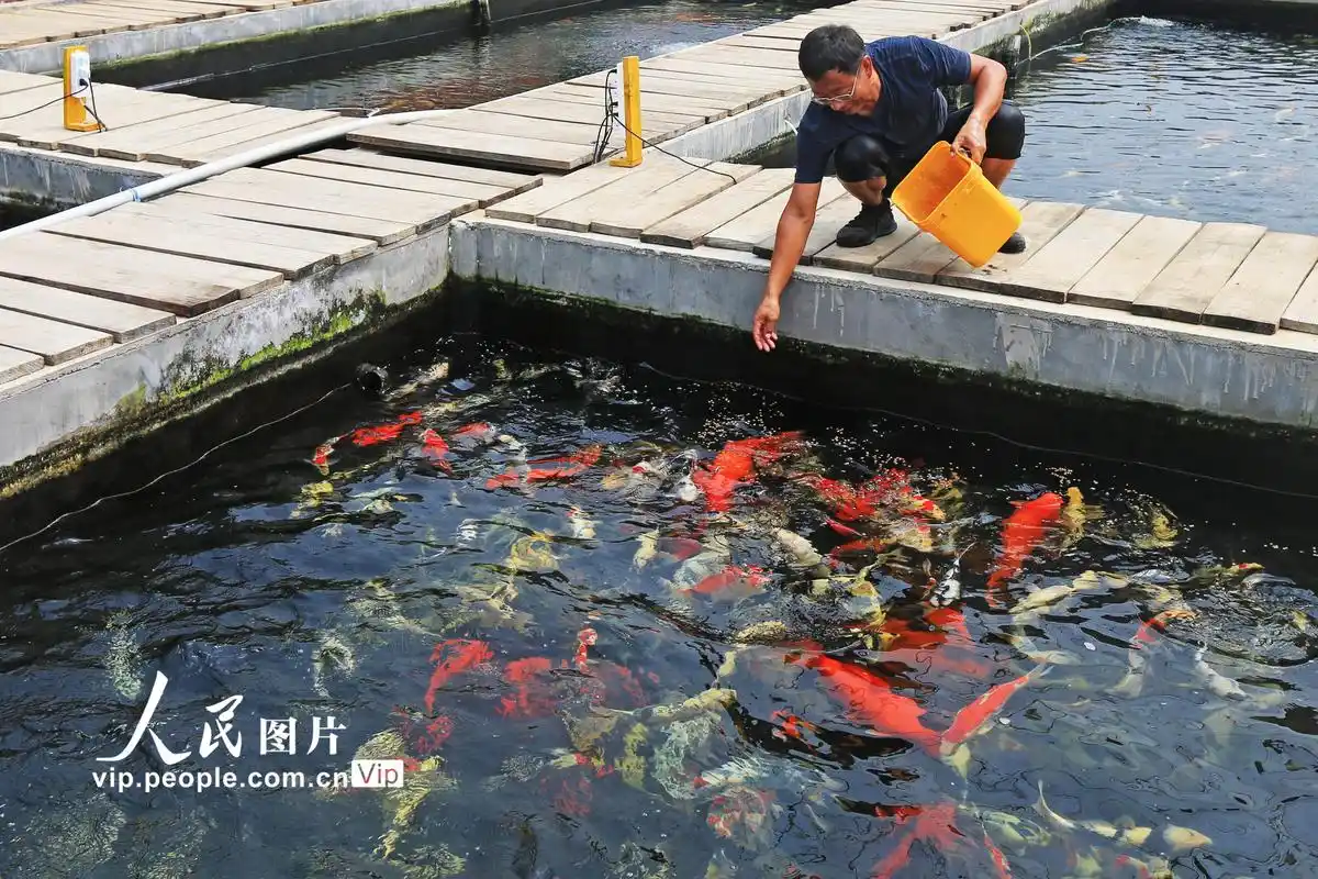 山东荣成锦鲤养殖促增收