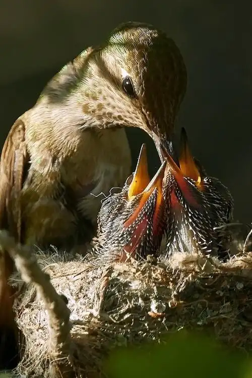 喂鸟的小鸟 iphone 壁纸