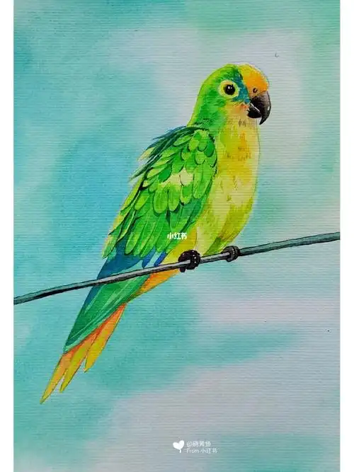 水彩鹦鹉