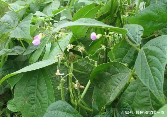 选对适合刀豆的生长环境,并且做好田间管理,植株才能生长的好