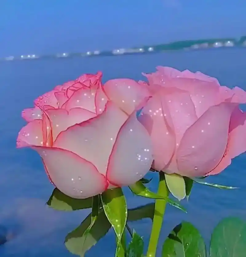 大家早上好 诠摄汇 带露速 百家号/唯美走心句子 早安 q - 抖音