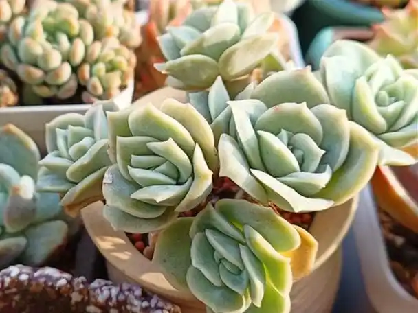 多肉可爱玫瑰,无尽守候只为它短暂温柔,想养出状态需要3个条件