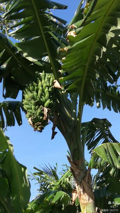 我"家"后院的一棵芭蕉树