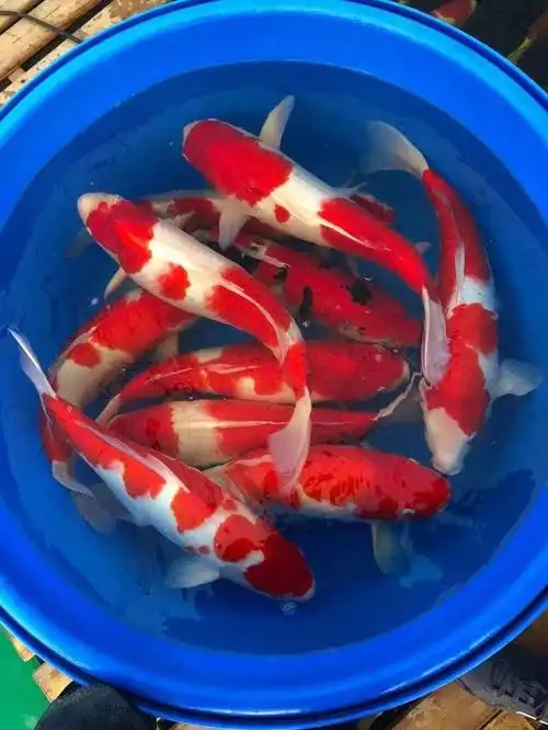 锦鲤日本纯种活鱼淡水鱼观赏鱼冷水鱼好养耐活鱼