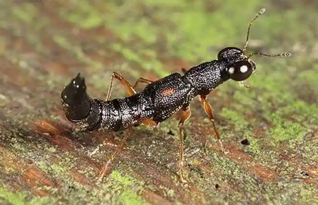 隐翅虫种类图片大全