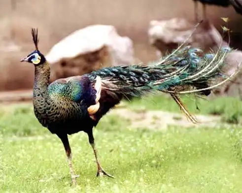 绿孔雀-蓝鹇-北方网-新闻中心