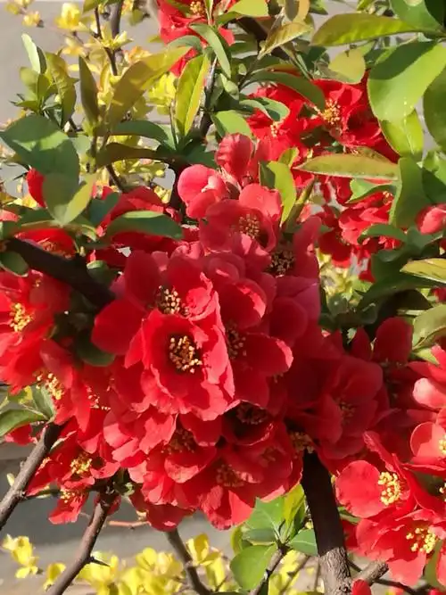 大观园里贴棍海棠花开红艳艳